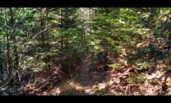 Sentier vers Petersmuehl Sentier vers Petersmuehl