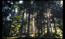 Forêt du Grosskehr Forêt du Grosskehr