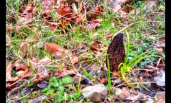 Morille dans la Forêt du Grosskehr Morille dans la Forêt du Grosskehr