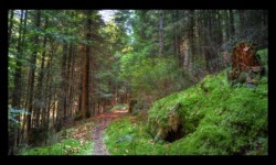 En montant le Staufthal En montant le Staufthal