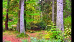 Vallée de la Canceley en 2006 Vallée de la Canceley en 2006
