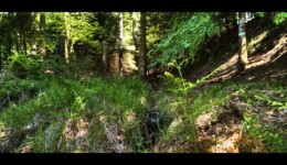 Petit affluent de la Canceley Petit affluent de la Canceley