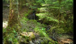 Petit affluent de la Canceley Petit affluent de la Canceley