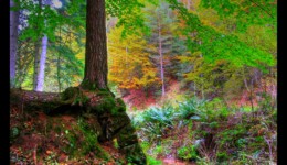 Vallée de la Canceley en 2006 Vallée de la Canceley en 2006