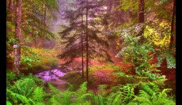 Vallée de la Canceley en 2006 - nature sauvage Vallée de la Canceley en 2006