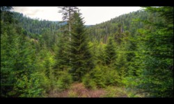 sur les pentes du Martelberg sur les pentes du Martelberg