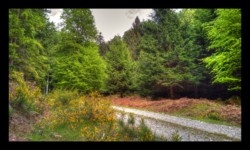 Route forestière du Hauenthal Route forestière du Hauenthal
