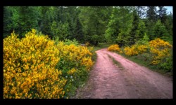 Route forestière de la Pépinière Route forestière de la Pépinière