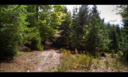 Forêt d'Altdorf Forêt d'Altdorf