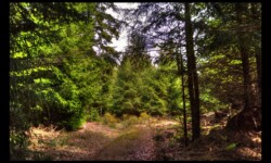 Forêt d'Altdorf Forêt d'Altdorf