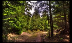 Forêt d'Altdorf Forêt d'Altdorf