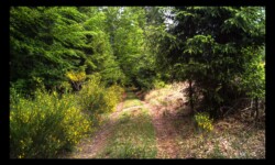 Forêt d'Altdorf Forêt d'Altdorf