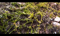 Lycopode en massue, en montant vers l'Eichthal Lycopode en massue