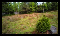 Mirador de chasse sur le Meyersberg Mirador de chasse sur le Meyersberg