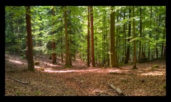 Descente depuis le Meyersberg vers la Zorn Descente depuis le Meyersberg