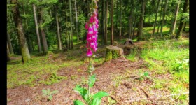 Digitale (Digitalis purpurea), toxique mais tellement belle Digitale