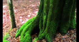 Près de la source de la Pile Près de la source de la Pile