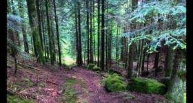 Sentier en rive gauche de la Pile Sentier en rive gauche de la Pile