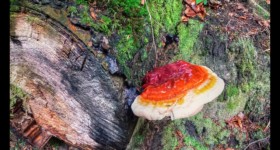 Champignon (Polypore) Champignon (Polypore)