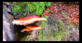 Champignons (Polypores) Champignons (Polypores)