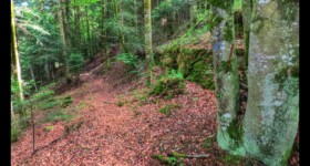 De la Fourchue Eau vers la scierie du Machet De la Fourchue Eau vers la scierie du Machet