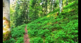 De la Fourchue Eau vers la scierie du Machet De la Fourchue Eau vers la scierie du Machet