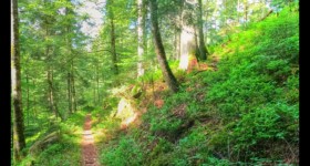 De la Fourchue Eau vers la scierie du Machet De la Fourchue Eau vers la scierie du Machet