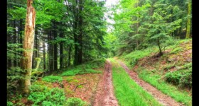 Après le col du Haut Fromage Après le col du Haut Fromage