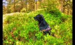 Bella dans les myrtilliers Bella dans les myrtilliers