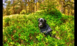 Bella dans les myrtilliers du Grossmann Bella dans les myrtilliers
