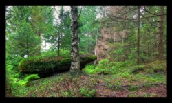 Dolmen ? Sur le plateau d'Urstein Dolmen ? Sur le plateau d'Urstein