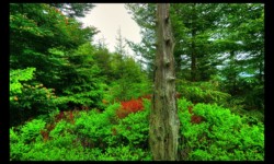 Sur le plateau d'Urstein Sur le plateau d'Urstein