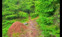 Fourmilière, en descendant d'Urstein, vers Elsassblick En descendant d'Urstein, vers Elsassblick