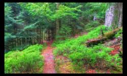 En descendant d'Urstein, vers Elsassblick En descendant d'Urstein, vers Elsassblick