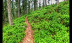 En allant vers le Hengst En allant vers le Hengst