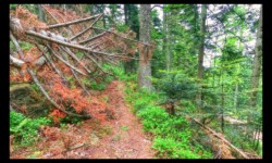 Montée vers le Hengst Montée vers le Hengst