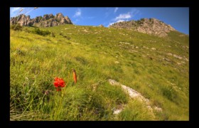 Lis Martagon Bendola : Lis Martagon