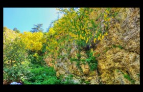 Cityses des Alpes en fleur Bendola : Cityses des Alpes en fleur