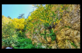 Cityses des Alpes en fleur Bendola : Cityses des Alpes en fleur