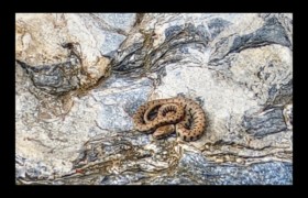 couleuvre Bendola : couleuvre