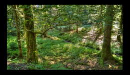 En montant le long du ruisseau de Ravine En montant le long du ruisseau de Ravine