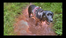 sans commentaire non plus... sans commentaire non plus...