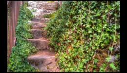 Roche Mère Henry Roche Mère Henry