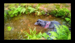 Opération nettoyage à la Chapelle de Malfosse Opération nettoyage à la Chapelle de Malfosse