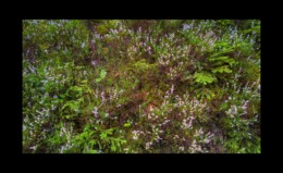 Bruyère en fleur Bruyère en fleur