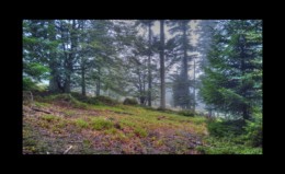 En montant vers Altmatt En montant vers Altmatt