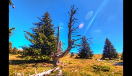 Arrivée sur l'alpage Arrivée sur l'alpage