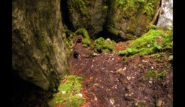 la Neigère dans le bois du Laizeret la Neigère dans le bois du Laizeret