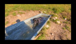 Rafraîchissement Rafraîchissement