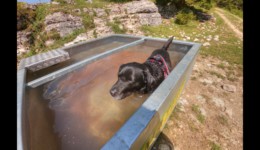Rafraîchissement près du Pré d'Haut Rafraîchissement près du Pré d'Haut